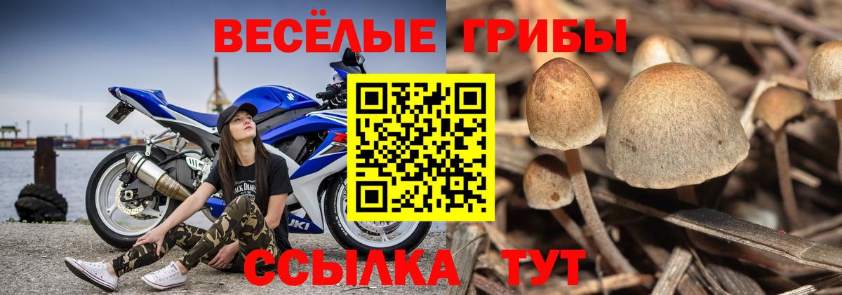 Псилоцибиновые грибы Cubensis Киров